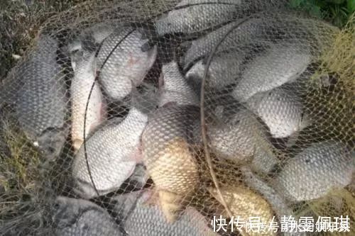 钓鱼比较费钱成本不足半瓶维它米,钓上来128斤鲫鱼