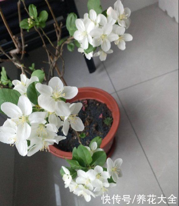 修剪|1棵苹果树,学会这6步,变成“高级”盆景