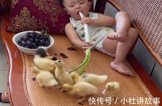 鸭子|吉林萌娃躺沙发大葱配葡萄,将小鸭子捉上沙发,家长睡醒一脸无语