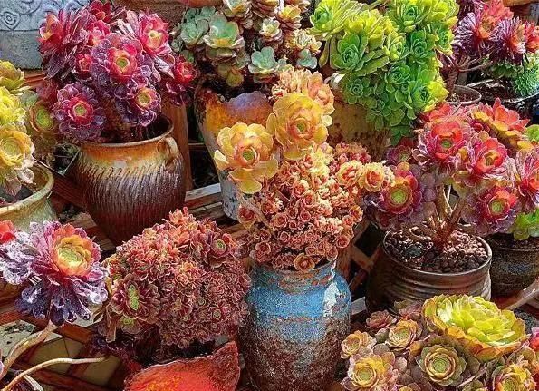 多肉植物|李大姐养多肉10多年,总结6个好品种,新手也能养成“漂亮老桩”