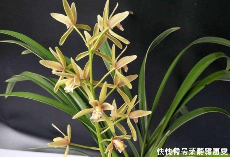 花色|4种花是花中劳模，一年四季开花不断，花美色艳，花儿轻松开爆盆