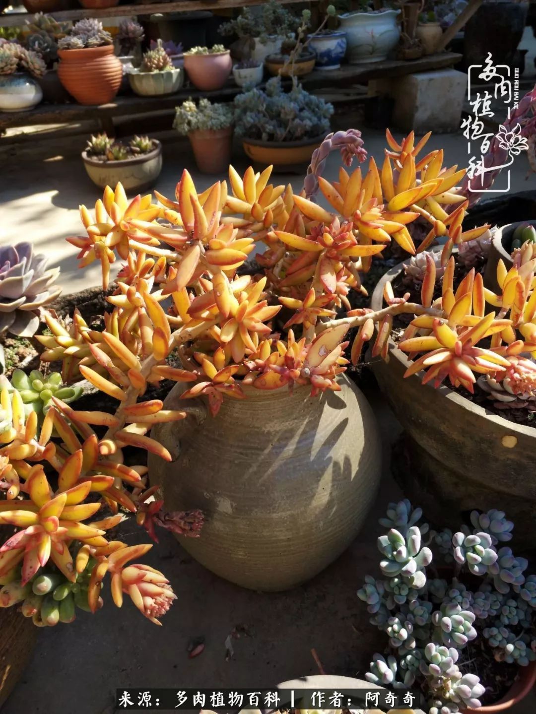 静心养多肉,只是为了在成人的世界里随波不逐流!