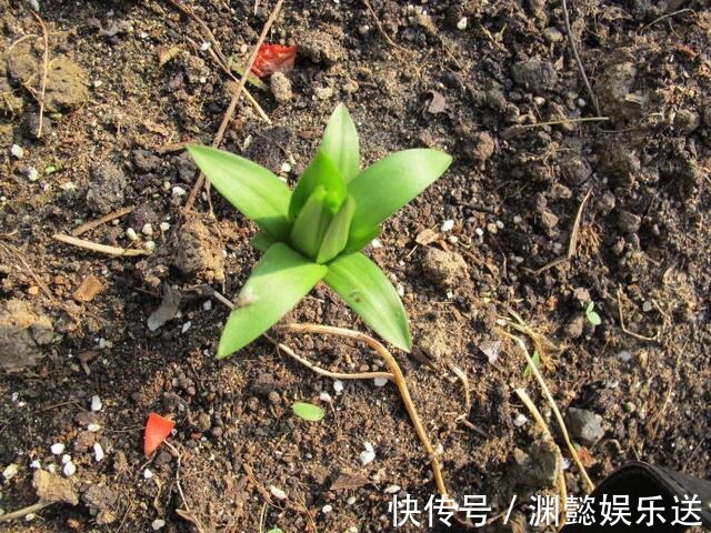 万能的浇水“神器”，只需一根小吸管，专治各种烂根烂叶！