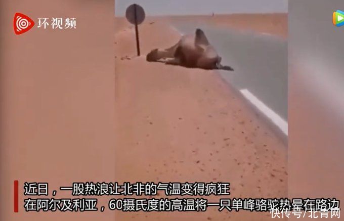 单峰|60度高温！阿尔及利亚一骆驼热晕在路边