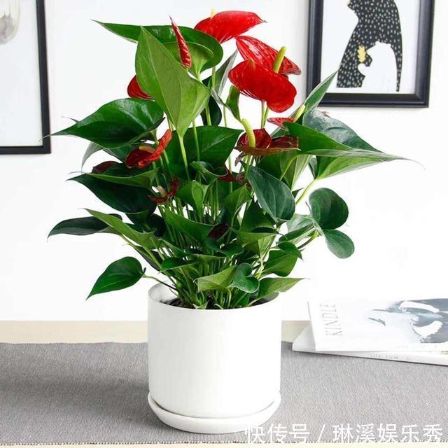 5种花，再喜欢也别搬去“晒太阳”，不然半天就“黄叶”！