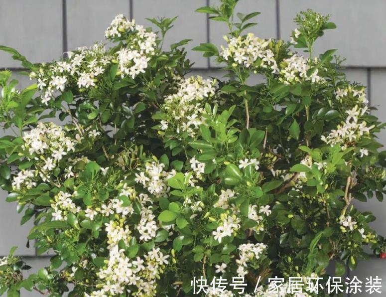 土质|九里香其实不难养,只要你能做到这4点