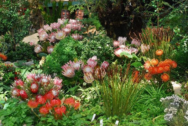 此花就像是花中的王者一样，代表了胜利美满，是吉祥的花