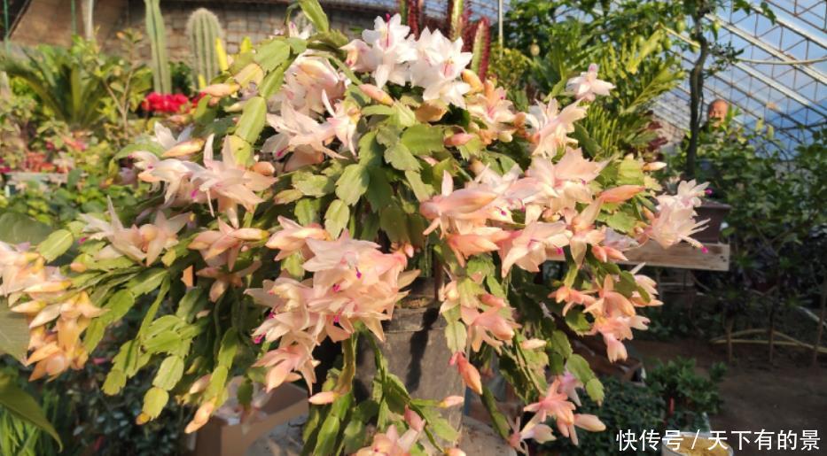 养蟹爪兰要舍得“掰”,生长季节长叶多,花期才能花开不停