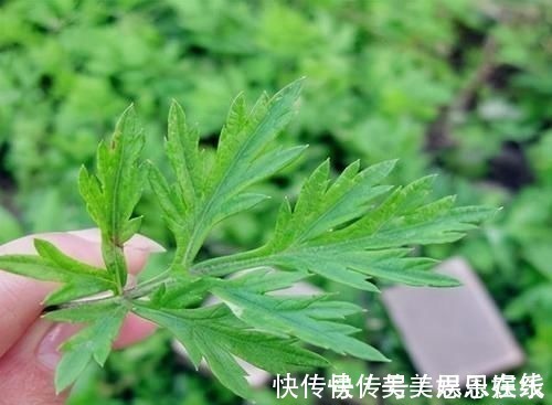 银杏果|4种中药别乱吃!已被医生列入伤肝“黑名单”,伤肝又伤肾