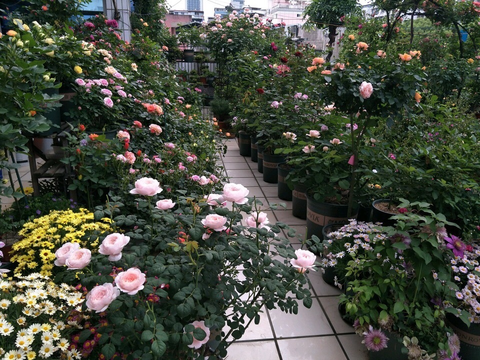 养花栽种前,混合土加点“粉末”,不生虫、长得旺,养啥都能用