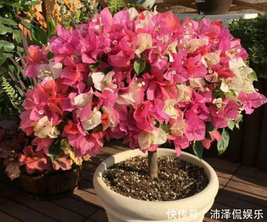 三角梅|养三角梅，给它披1件“黑棉袄”，花开爆满盆，养出一片花海，美