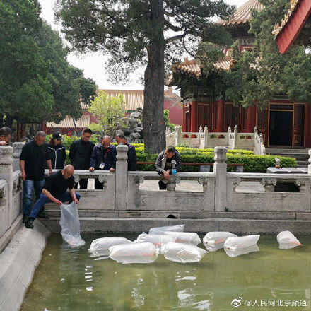 御花园|600尾兴国红鲤等观赏鱼亮相故宫