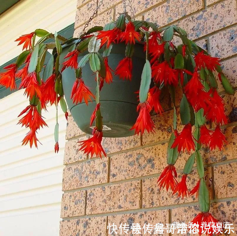 花苞|养盆栽蟹爪兰掌握10点就足够,看完就知道为啥叶子干瘪、不开花