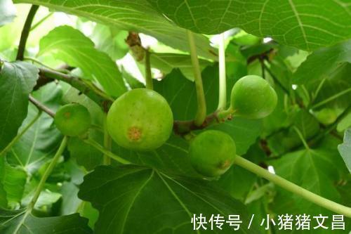 外痔|农村有种不起眼的叶子,能治咽喉肿痛,解鱼蟹毒,你认识吗