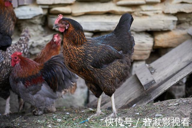 为什么现在这么多人患癌得病?看看我们吃