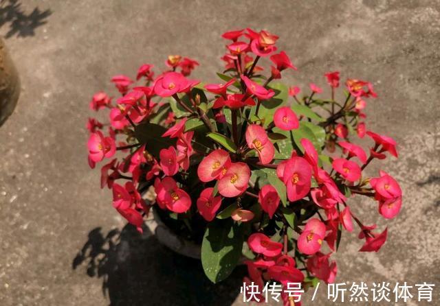 有毒花|8种常见“有毒花”，小心误买回家，家里有小孩要谨慎，安全第一