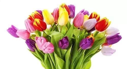 严禁入室的花,看完吓一跳你家里有木有