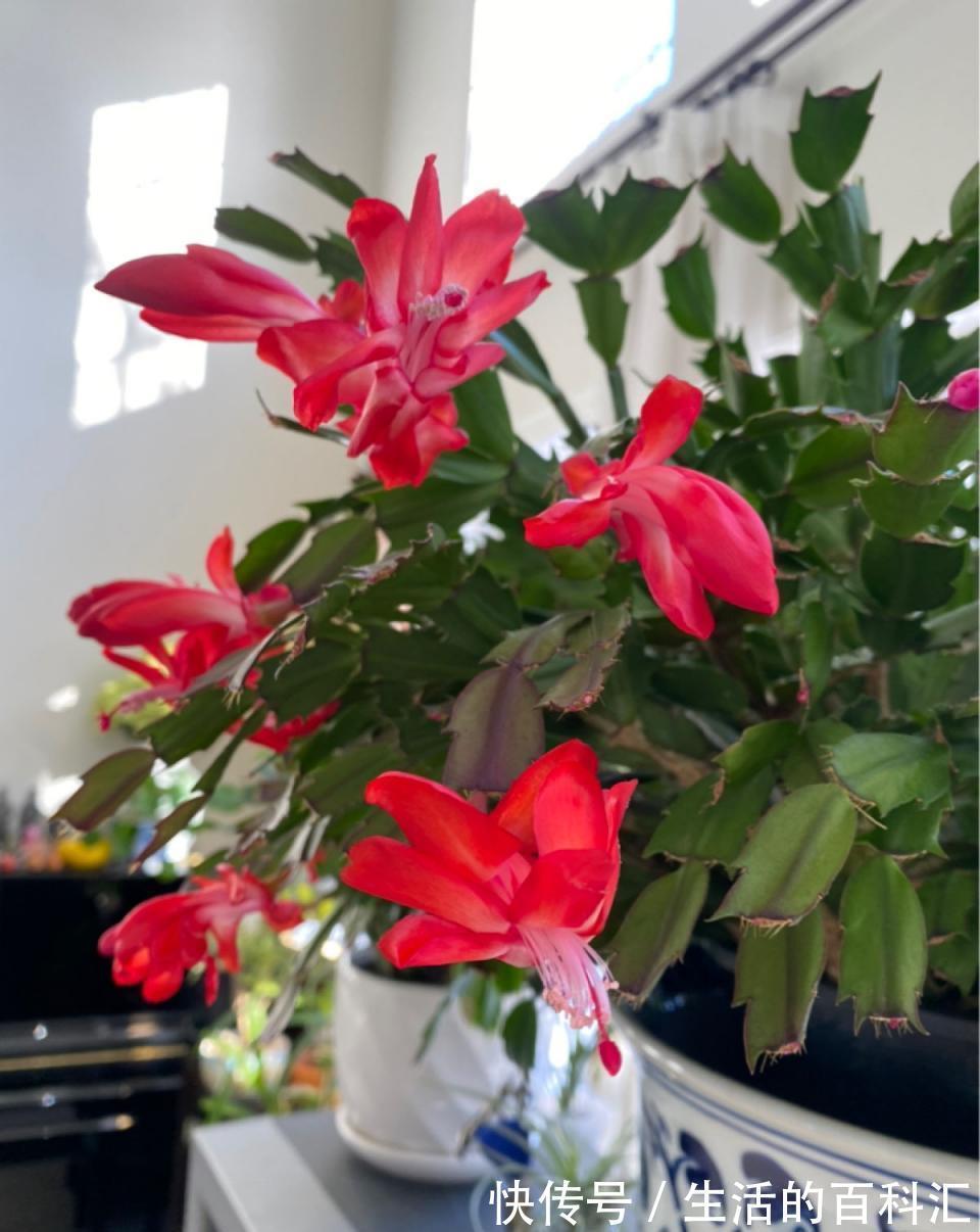 烂根|10种花怕“积水”，养不好，90%是浇水太多，别忽视