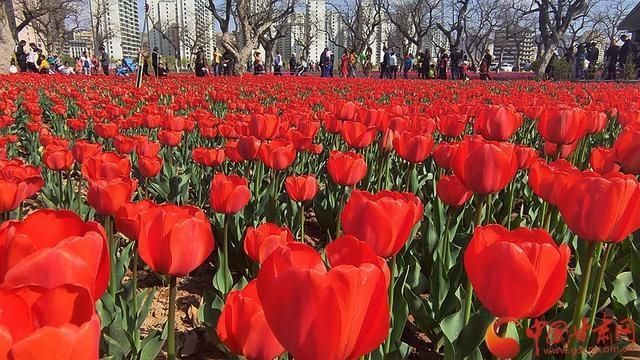 刘家峡：郁金香花开惹人醉