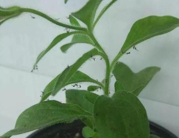 在家养花，该如何解决虫害难题3个妙招，保你杀虫没顾虑