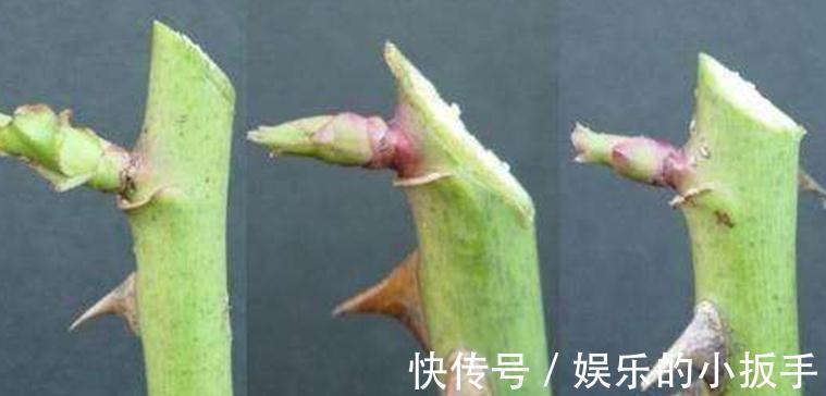 送你一套月季修剪教程,修剪时间,修剪程度及各类月季修剪方法