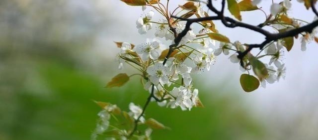 珠玉词@晏殊最唯美的一首诗,美得令人叹息,原来思念可以这么美这么伤!