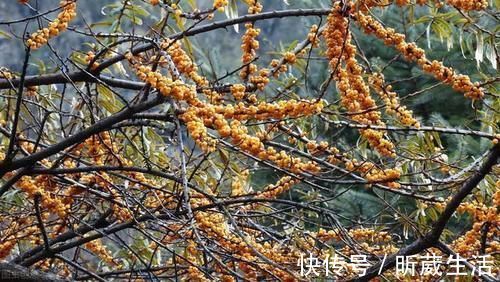 大本营|藏在云南边陲的处女秘境，鲜少有人踏足，去过可以炫耀一辈子