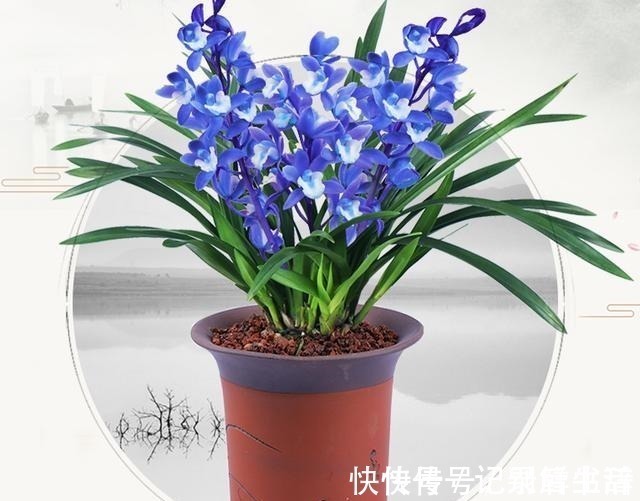 慧兰|这款“蓝色”兰花,突然就火了,被誉为“活香水”,很多人没见过!