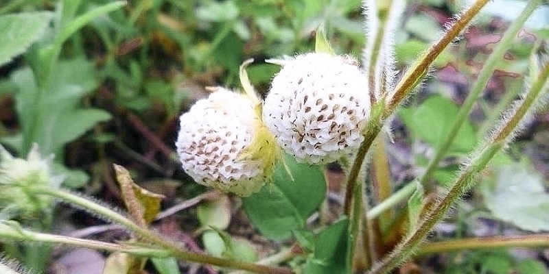 果肉|常误认含毒不能吃,却香甜如蜜,一斤卖30元,可惜农村少见