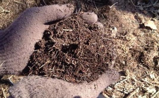 花肥|这2样东西看似平淡无奇,用作养花却不一般,增肥效果极好