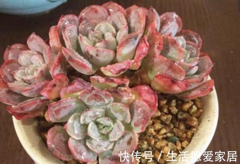 长势|养肉先养根，简单4个步骤，多肉服盆快长势旺，越养越肥厚