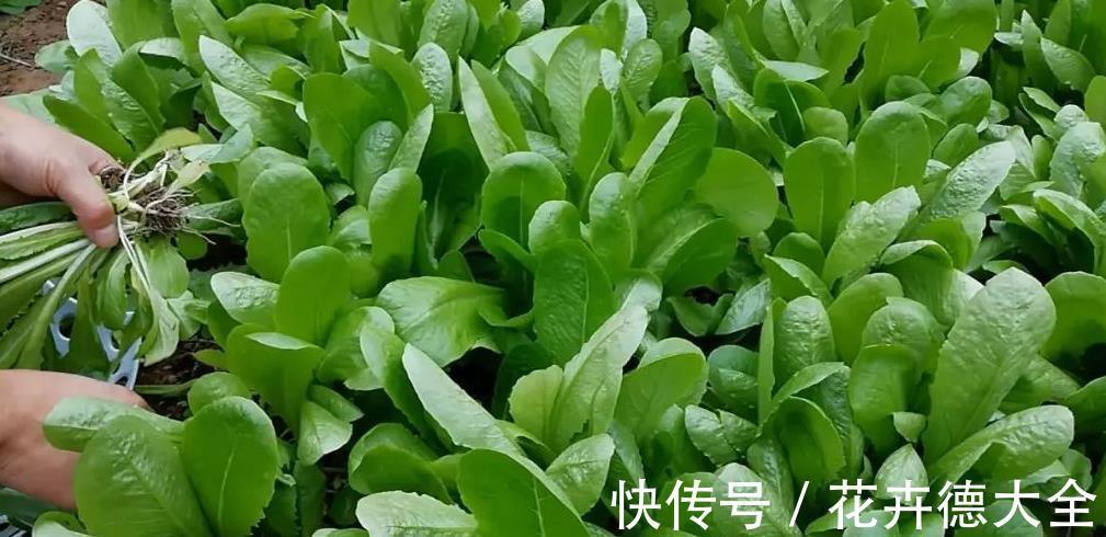 采收|蔬菜长得真大,一棵能吃好几顿,一个多月采收,种一些真值