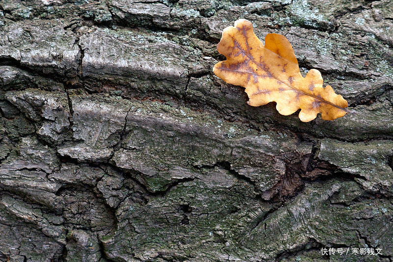一章离赋。别流年。一文别辞,离旧岁