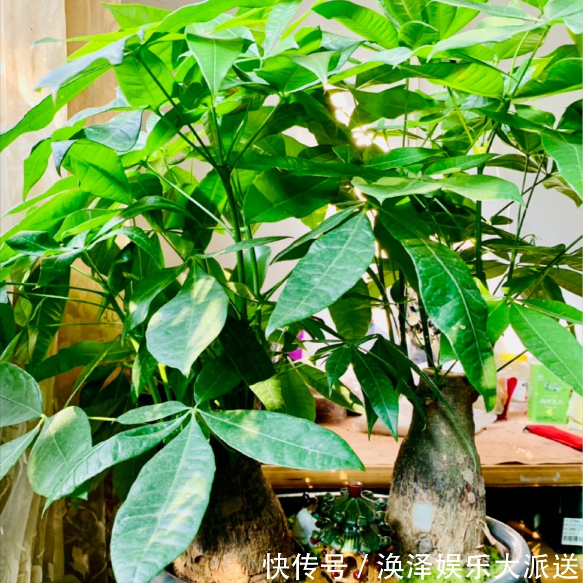 发财树|8种“漂亮花”，个个都是“招财树”，家里养一棵，不愁没钱花