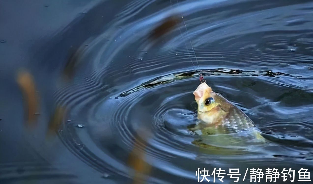 鲫鱼|浮钓鲫鱼的六种情形,多数人还不晓得,老司机倾囊相授,涨见识了