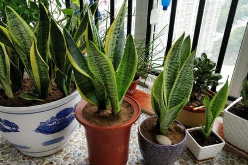 养花自制肥料：该怎么用好柳树皮，挖掘其中的价值？