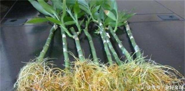 生根剂不用买,家中都有的材料泡一泡,多蔫的花都根状叶绿爆满盆!