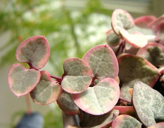 超哥|室内3种“角落花”,光越暗,花越红,一放阳台,不是黄叶就烂根