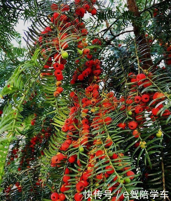 从来不黄叶,人称“长寿树”,家中养棵“它”,红红绿绿贼好看!