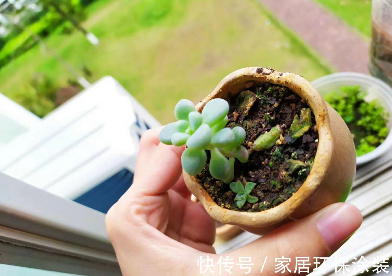 养多肉,别小看浇水,注意方法和对象,盆栽才不出问题