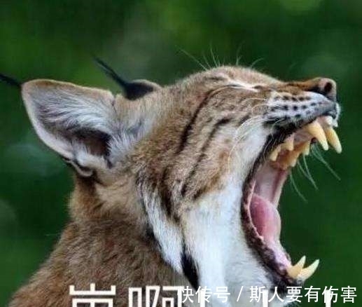 |十条笑话：不好意思亲到你了，不会怀孕吧！你加我微信！