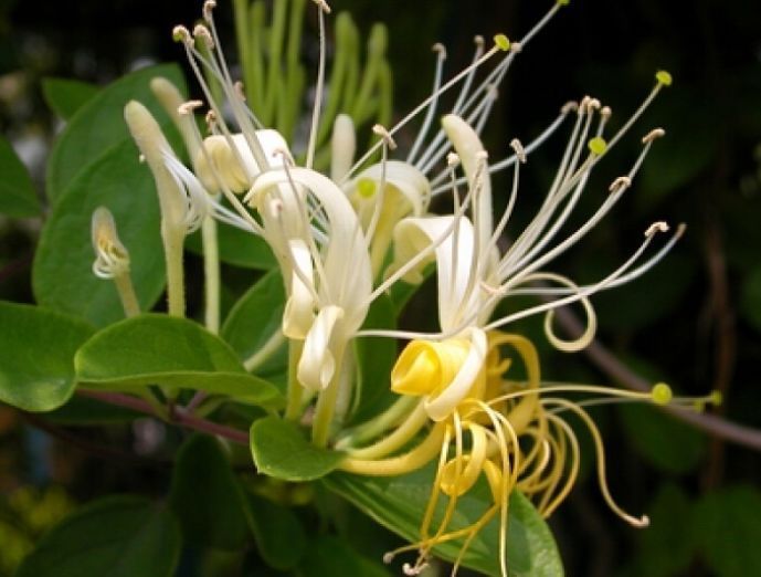 聪明人都养几种花,净化空气,比牡丹美,比绿萝好养!