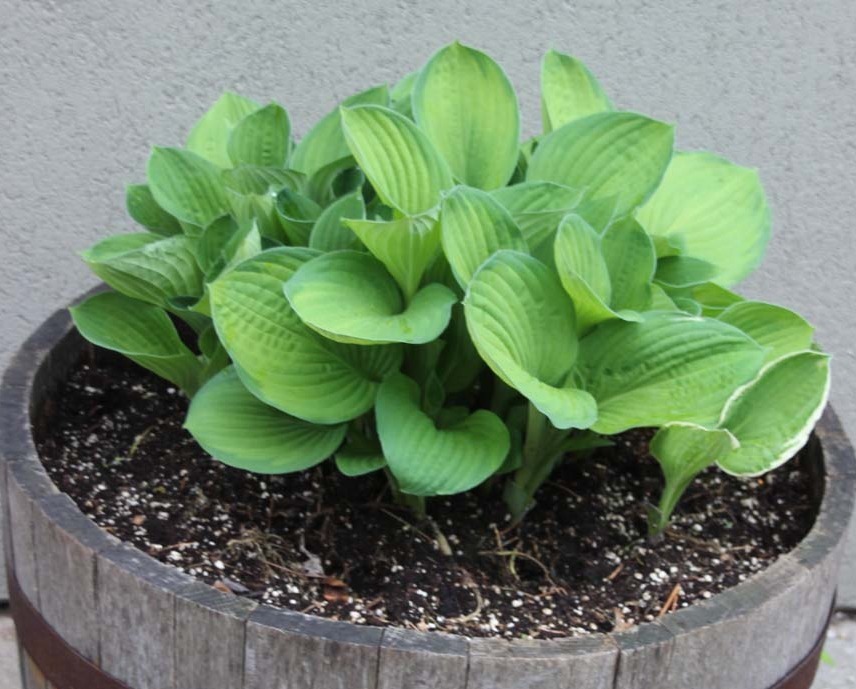 在城里养花,盆栽旧土不丢,这么一处理,比刚买的新土都好使