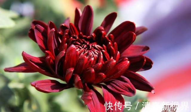 黑菊花|家里养花,不如养“珍稀名菊”墨菊,花色如墨,优雅妖娆