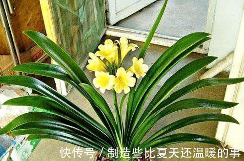 土壤|越来越多的养花人,用“它”来浇花,实用、啥都能养活