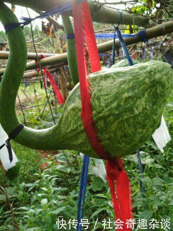 果实|形似“狼牙棒”,很少有人鲜食,晒干后成文玩却卖出千元一个