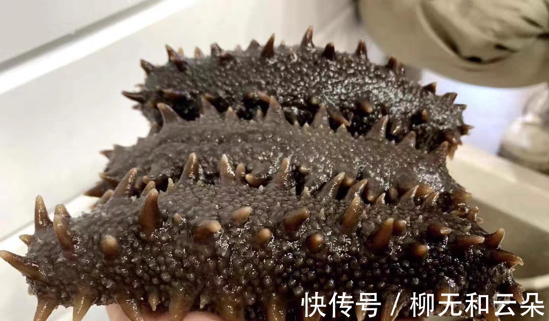 怀孕期间|海参多少钱一斤 怀孕能吃海参吗！