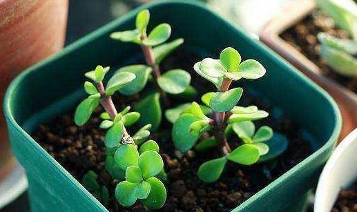 金枝玉叶这么养,长势旺,枝繁叶茂又漂亮!