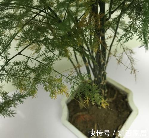 枝叶|文竹叶子发黄能不能剪掉，来看看养花达人怎么说