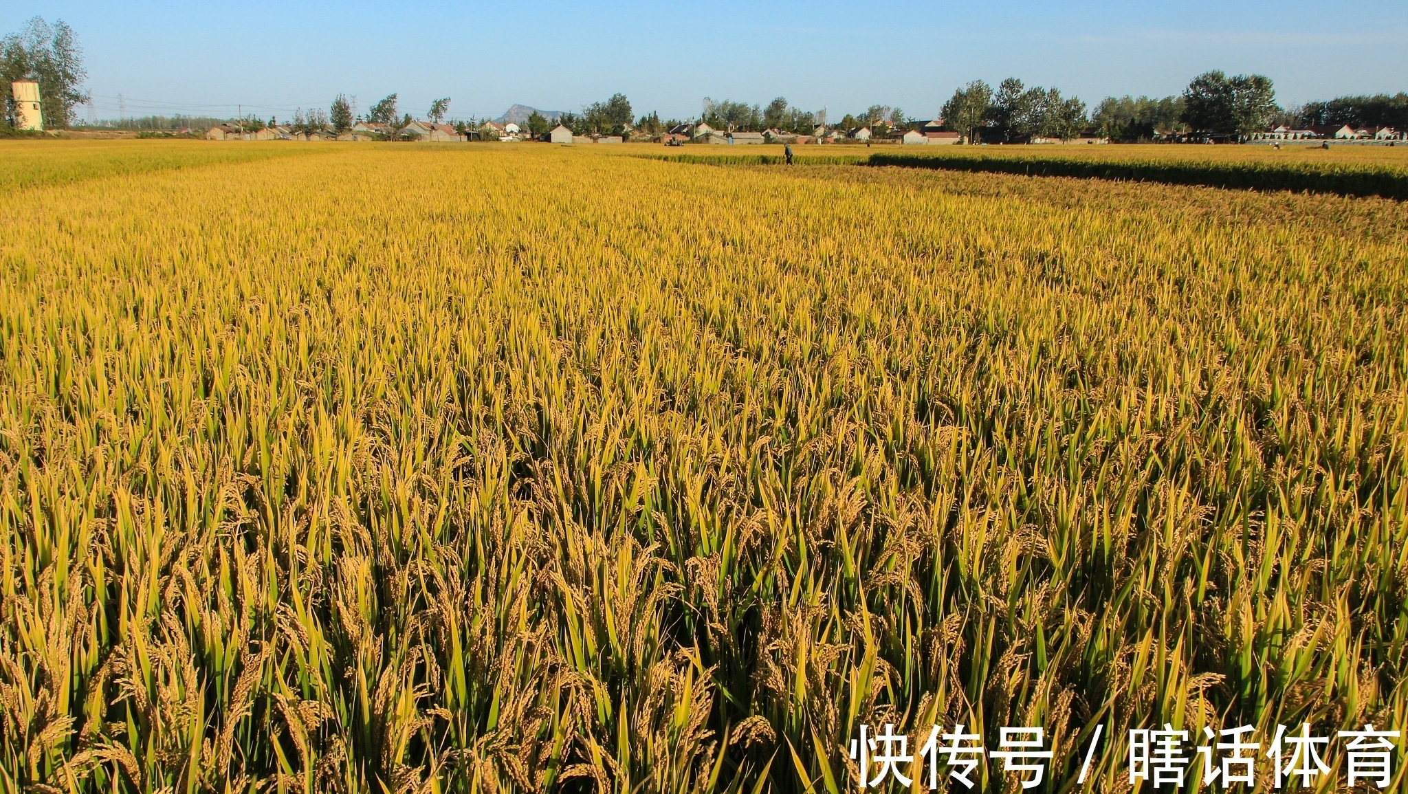 丹桂|牛背一笛催日落，稻花十里漫秋香。《秋香》对联47副